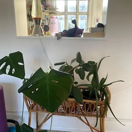 The Heart Of Norrebro Apartment, Sleeps 4 People Apartment
